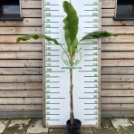 Banánovník japonský (Musa Basjoo) - výška 250-280 cm, C9L (-20°C) 